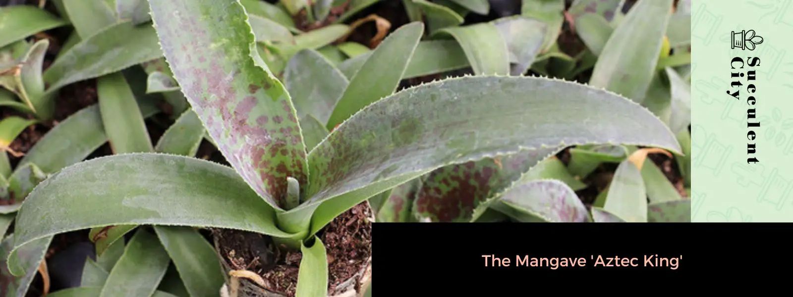 Mangave 'Rey Azteca' Mangave 'Rey Azteca'