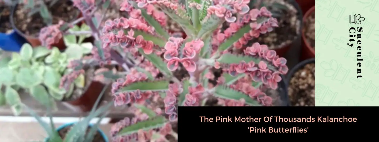 La madre rosa de mil 'mariposas rosadas' de Kalanchoe