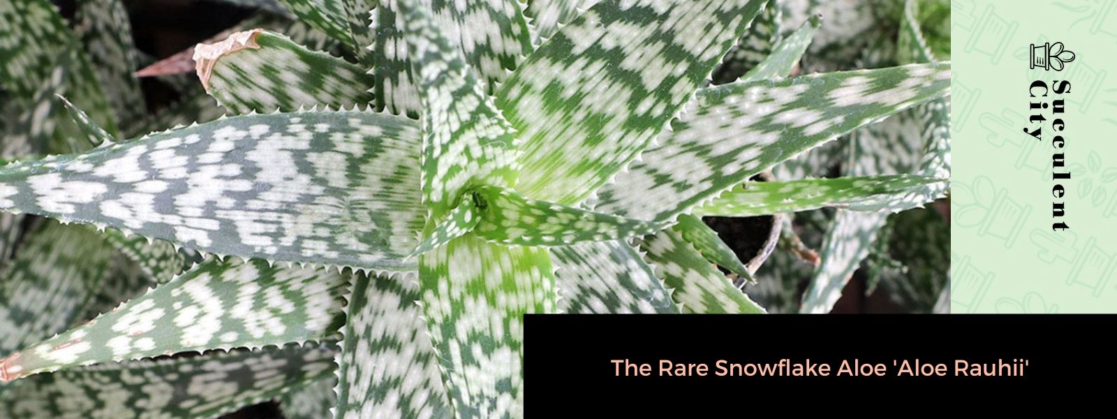 El raro aloe copo de nieve 'Aloe Rauhii'