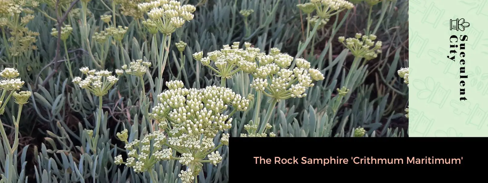 El manantial de roca 'Crithmum Maritimum' El manantial de roca 'Crithmum Maritimum'