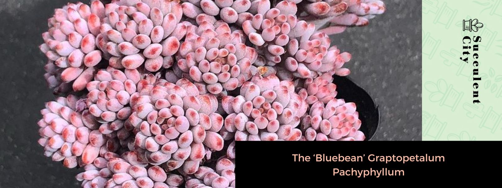 El “frijol azul” Graptopetalum Pachyphyllum