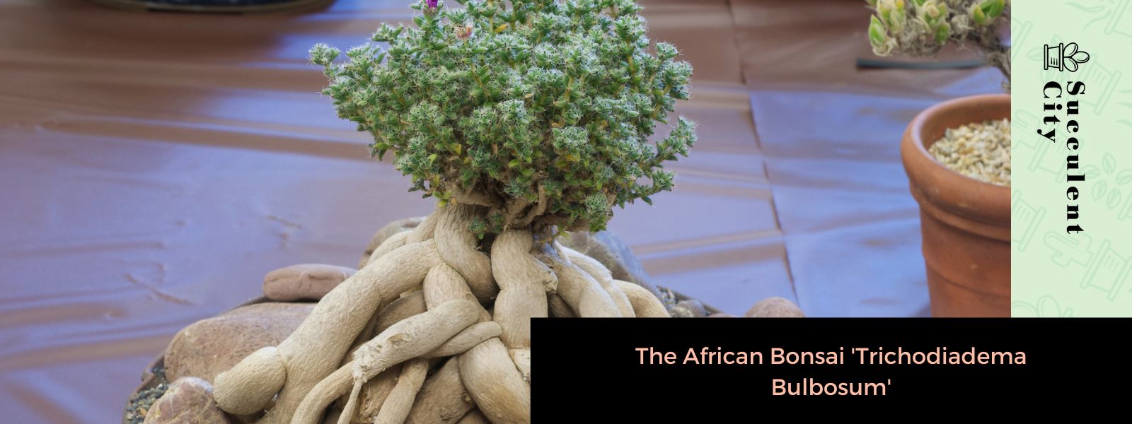 El bonsái africano 'Trichodiadema Bulbosum'
