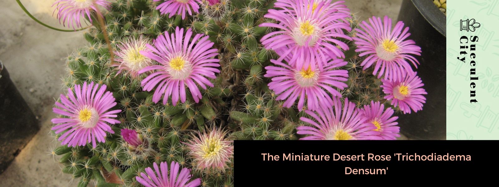 La rosa del desierto en miniatura 'Trichodiadema Densum'