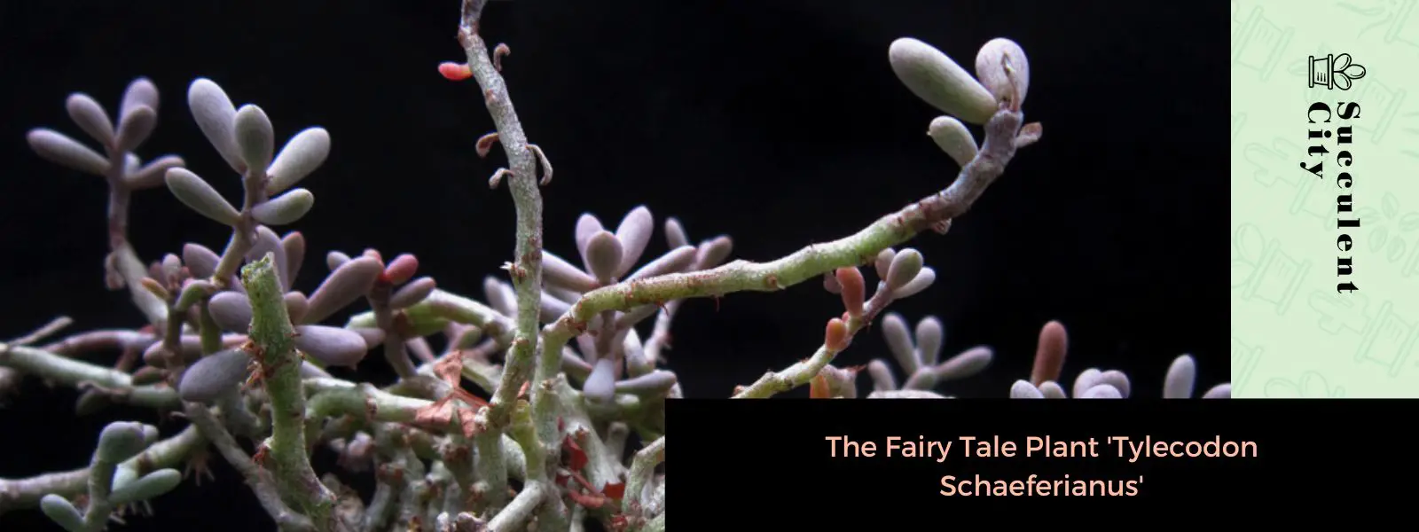 La planta de cuento de hadas 'Tylecodon Schaeferianus' La planta de cuento de hadas 'Tylecodon Schaeferianus'