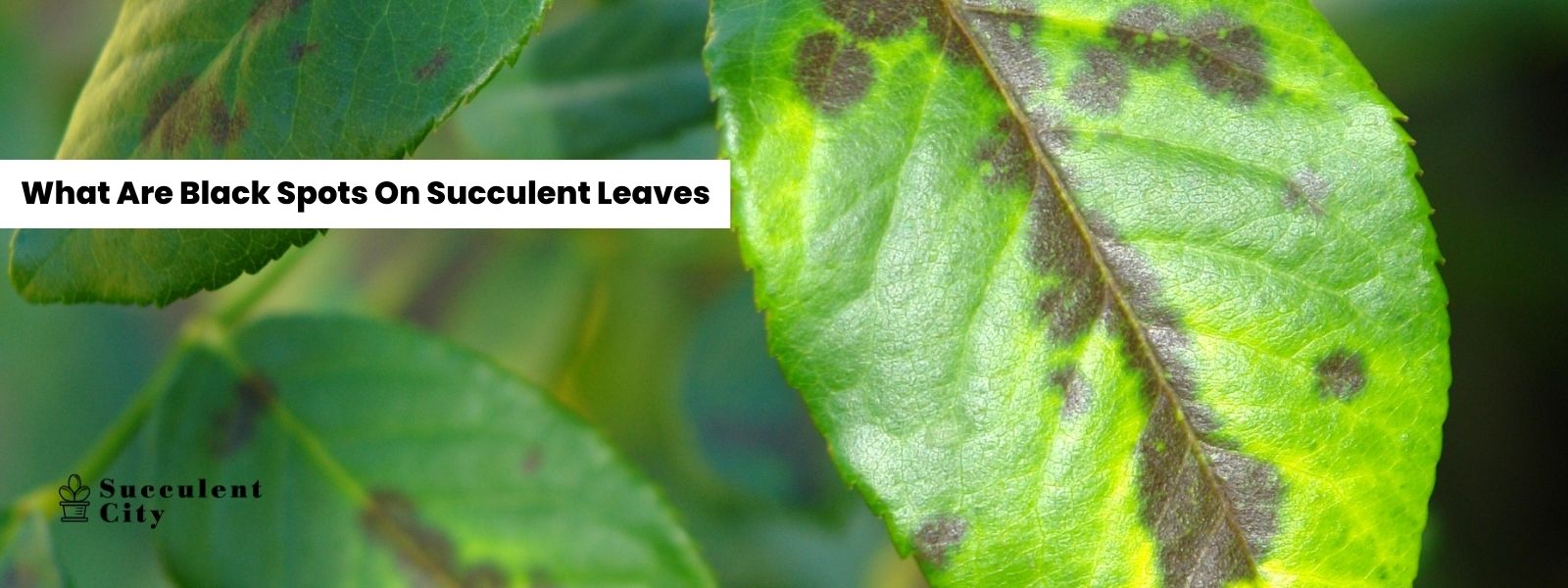 ¿Qué son las manchas negras en las hojas de las suculentas?