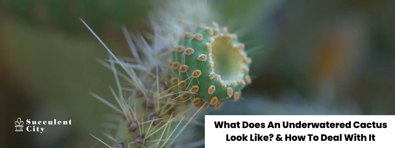 ¿Cómo se ve un cactus sumergido? & Como lidiar con ¿Cómo se ve un cactus sumergido? & Como lidiar con