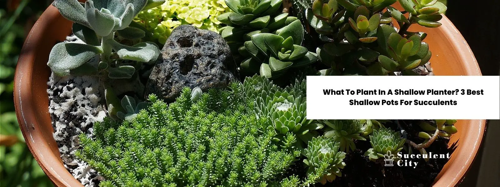 ¿Qué plantas en una maceta poco profunda? Las 3 mejores macetas poco profundas para suculentas