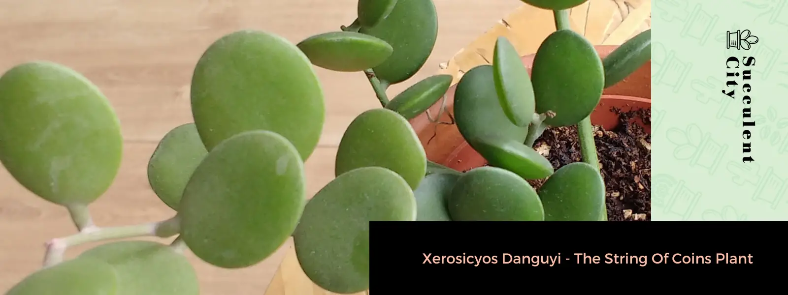 Xerosicyos Danguyi (La planta de hilos de monedas) Xerosicyos Danguyi (La planta de hilos de monedas)