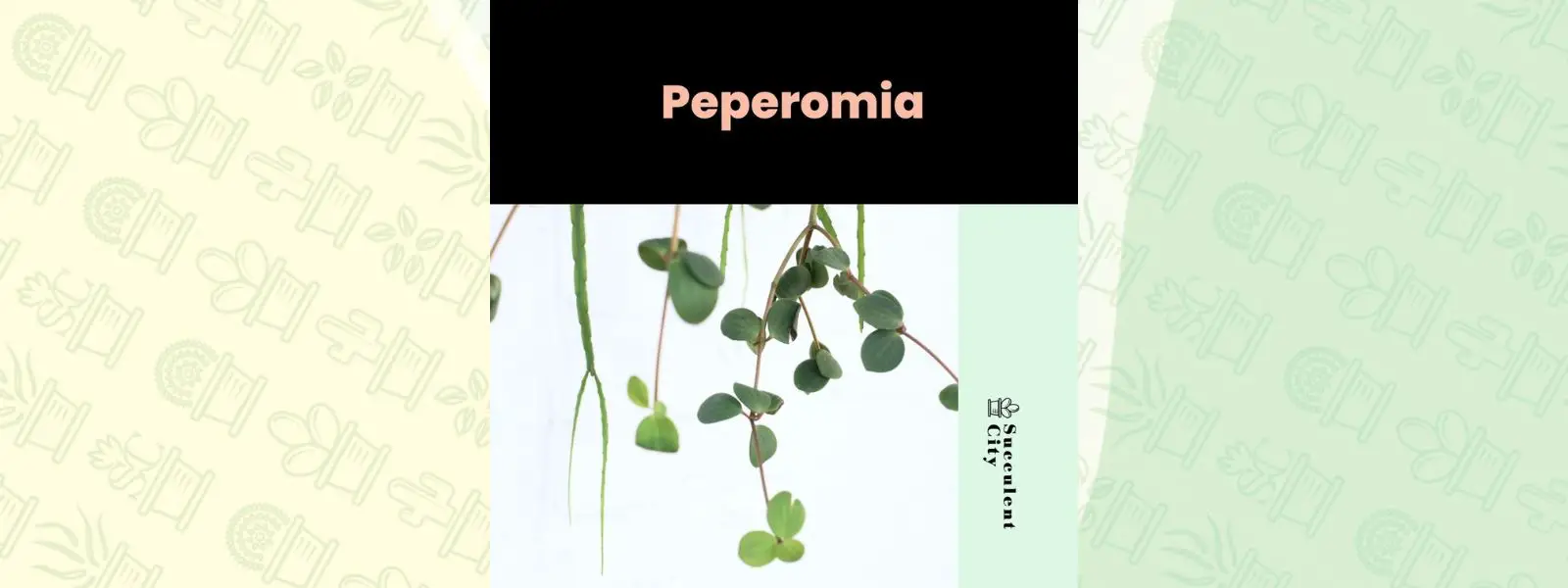 Género “Peperomia”. Género “Peperomia”.