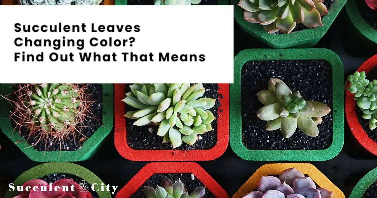 ¿Las hojas de las suculentas cambian de color? Descubre qué significa cada color