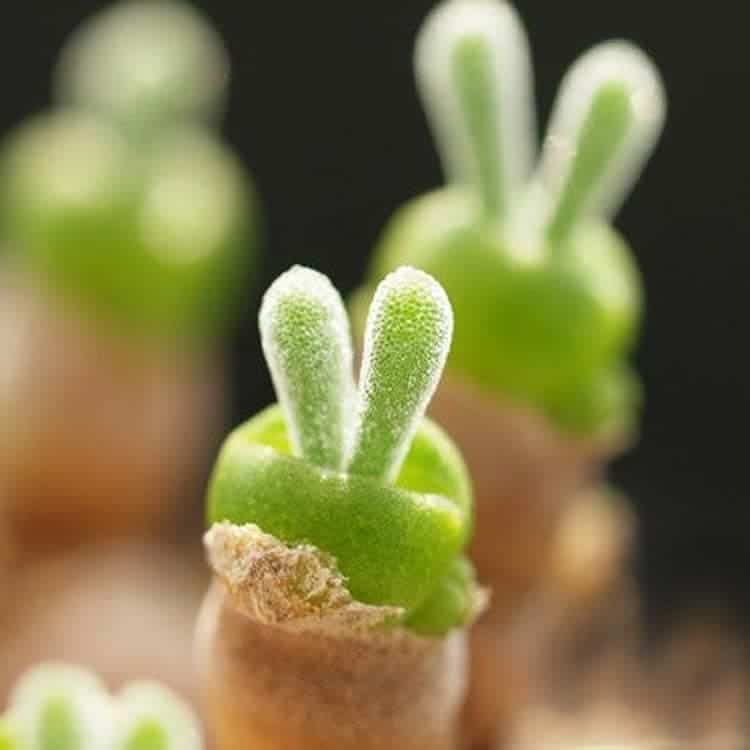 Suculentas Bunny Ears (plantas "Monilaria" en Succulent City)