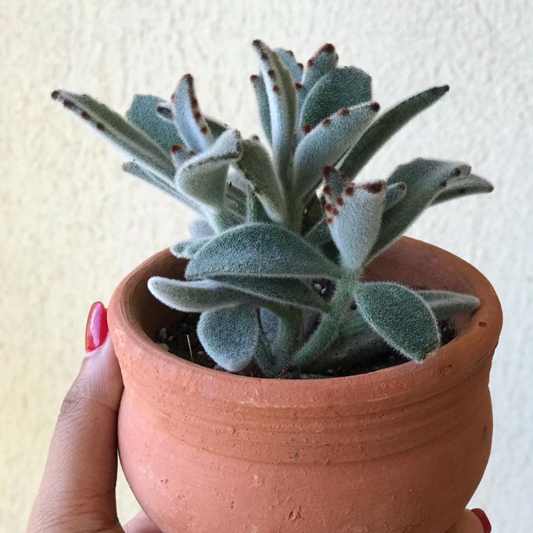 Suculentas esponjosas súper interesantes que no deberías perderte Suculentas esponjosas súper interesantes que no deberías perderte