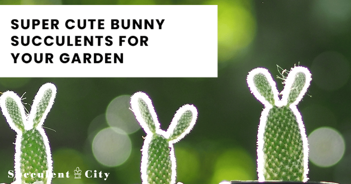 Suculentas Bunny Ears (plantas "Monilaria" en Succulent City)