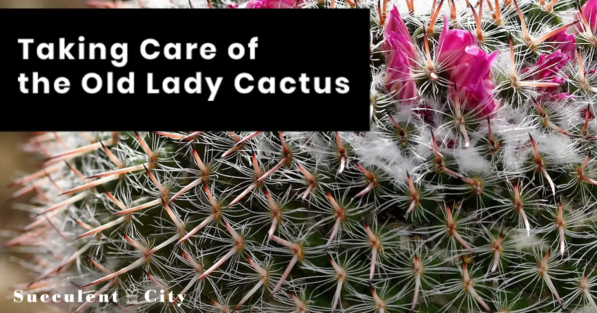 El cactus anciana 'Mammillaria Hahniana'