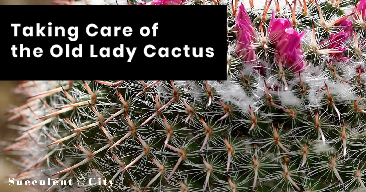 El cactus anciana 'Mammillaria Hahniana' El cactus anciana 'Mammillaria Hahniana'