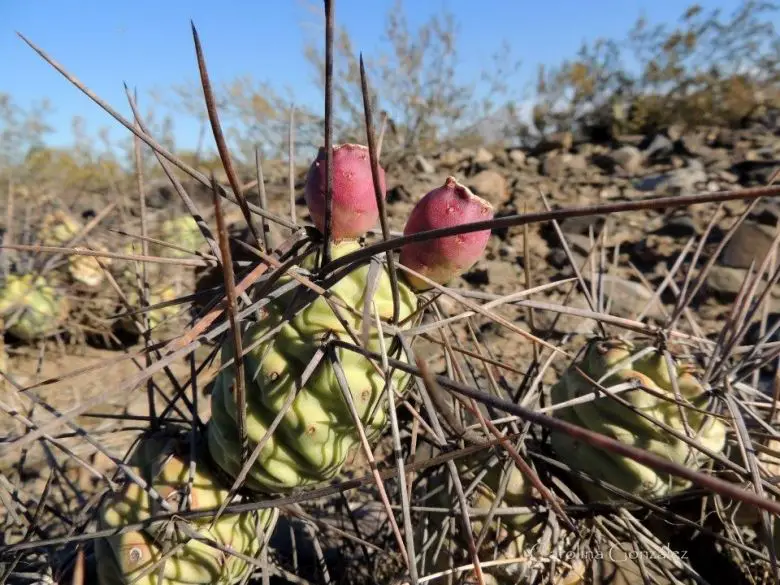 Tephrocactus Aoracanthus (El cactus piña)