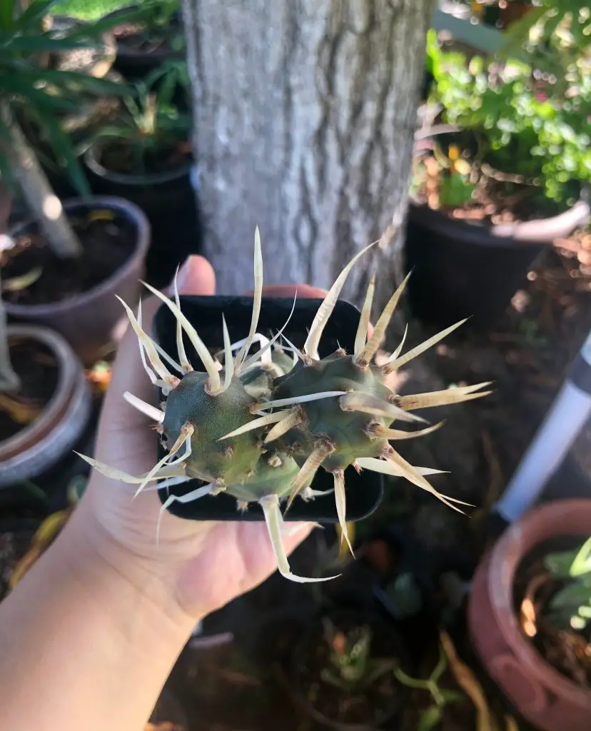 Tephrocactus Papyracanthus (El cactus de bolsillo)