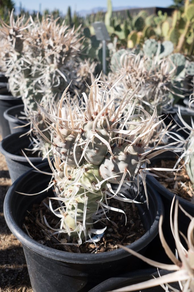 Tephrocactus Papyracanthus (El cactus de bolsillo)