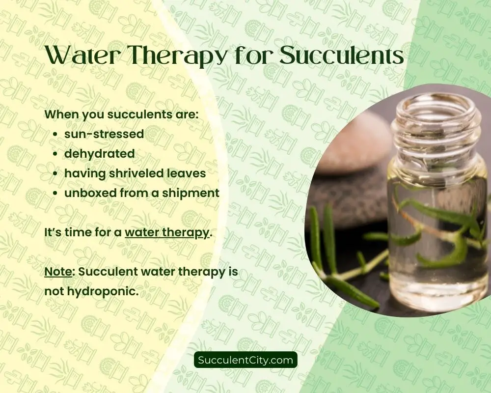Terapia de agua para suculentas (cuándo y cómo)