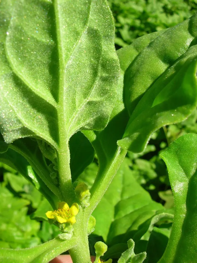 Tetragonia Tetragonioides (espinacas de Nueva Zelanda)