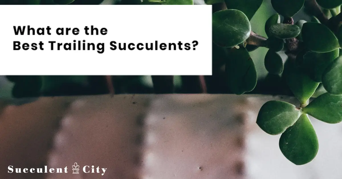 Admira estos 11 hermosos tipos de suculentas colgantes Admira estos 11 hermosos tipos de suculentas colgantes