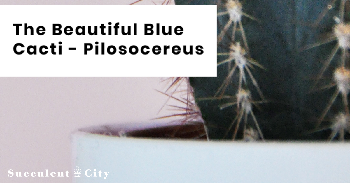 El cactus antorcha azul 'Pilosocereus Pachycladus'