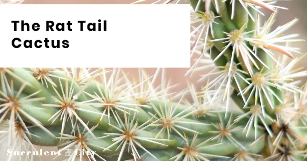 El cactus cola de rata 'Aporocactus Flagelliformis' (sin. Disocactus Flagelliformis)