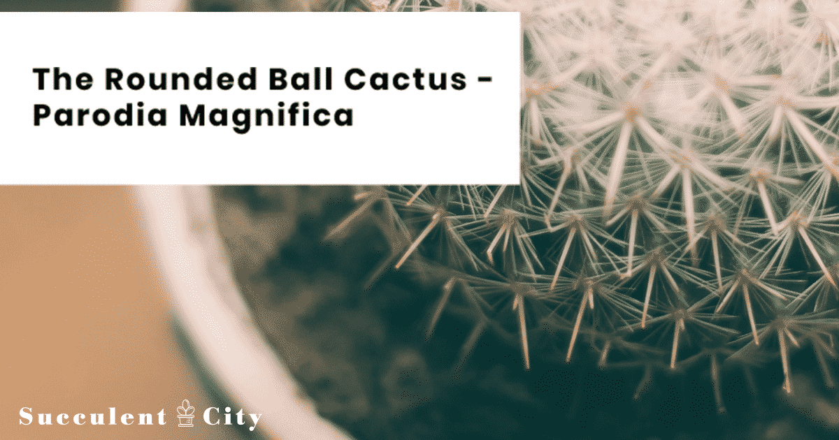 El cactus globo 'Parodia Magnifica'