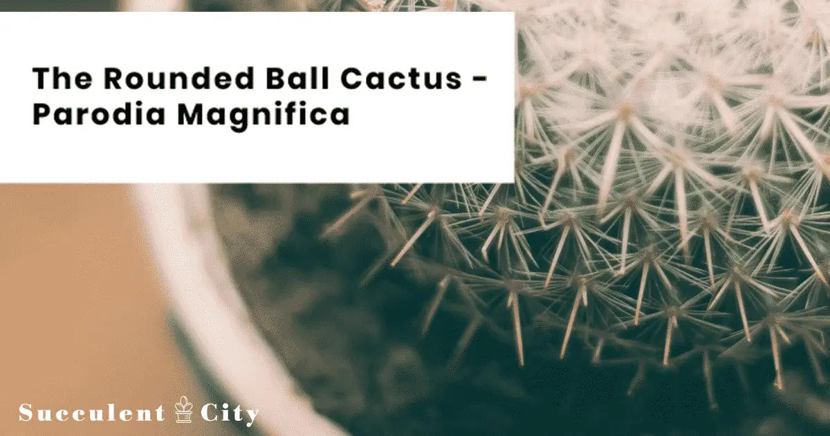 El cactus globo 'Parodia Magnifica'