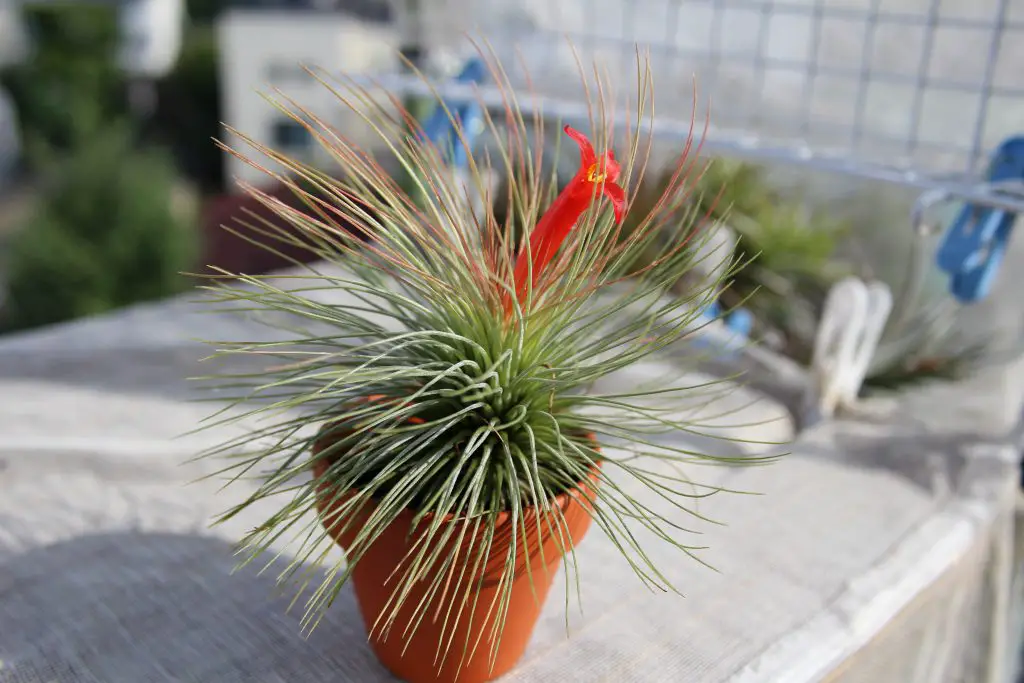 Tillandsia Andreana (La Planta de Aire Andreana) Tillandsia Andreana (La Planta de Aire Andreana)