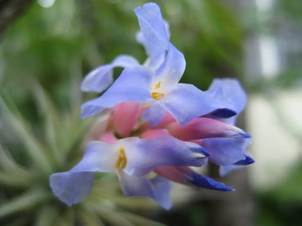 Tillandsia Bergeri (La planta "Mad Pupper") Tillandsia Bergeri (La planta "Mad Pupper")