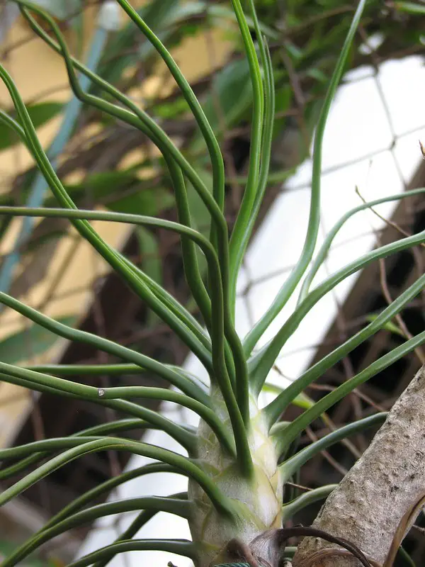 Tillandsia Bulbosa (La planta aérea bulbosa)