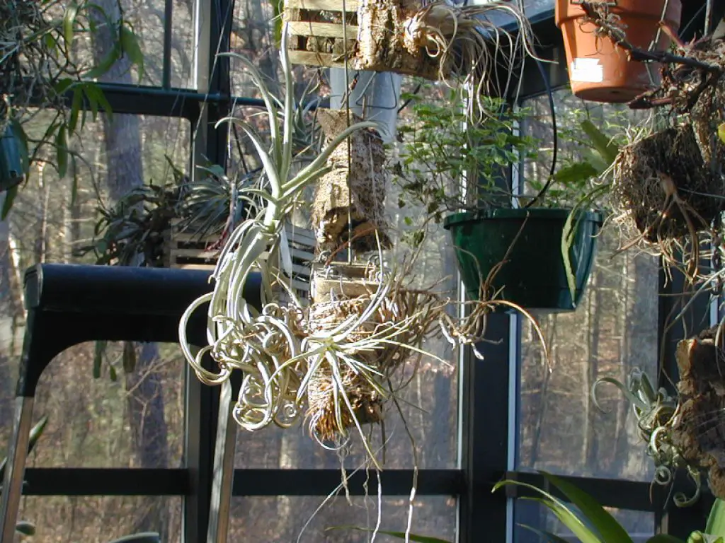Tillandsia Duratii (sin. Tillandsia Circinalis) Tillandsia Duratii (sin. Tillandsia Circinalis)