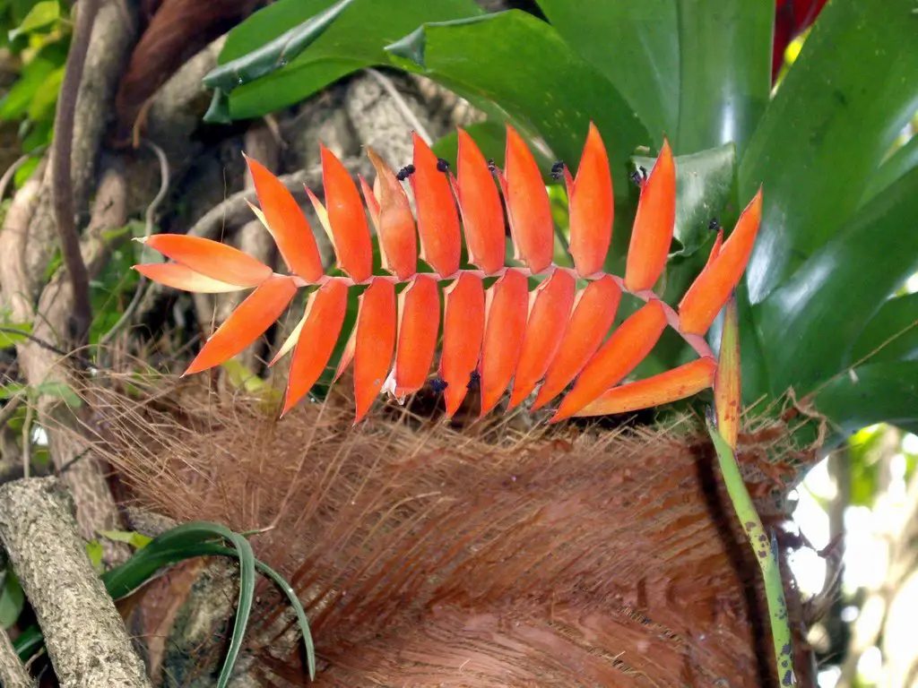 Tillandsia Dyeriana (Racinaea Dyeriana) Tillandsia Dyeriana (Racinaea Dyeriana)