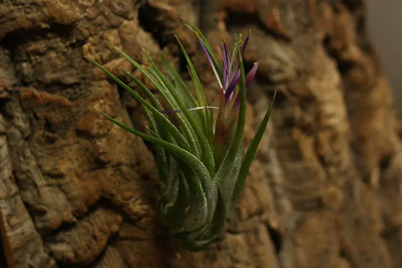 Tillandsia Kolbii