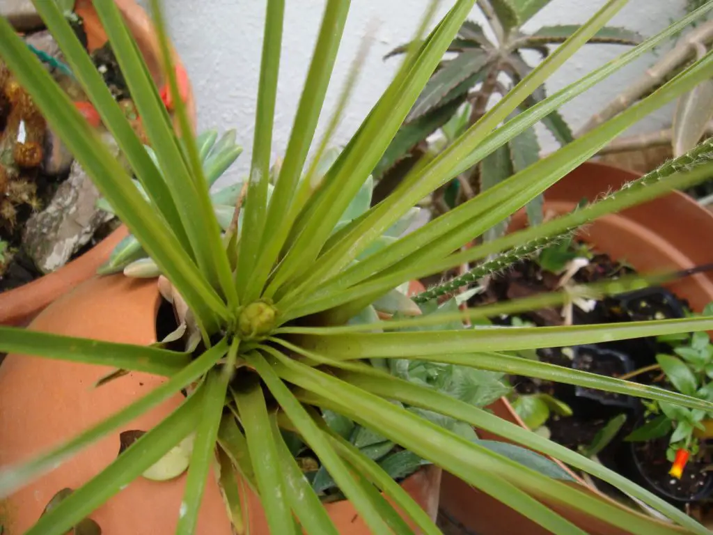 Tillandsia Lindenii Tillandsia Lindenii