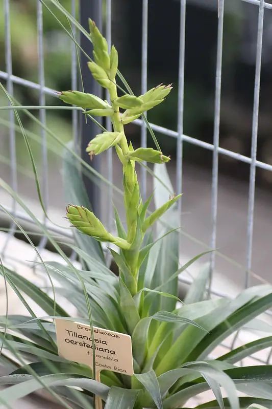 Tillandsia Oerstediana Tillandsia Oerstediana