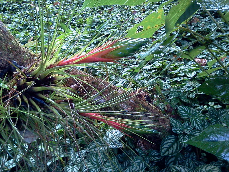Tillandsia Punctulata (La Planta Mexicana de Antorcha Negra)