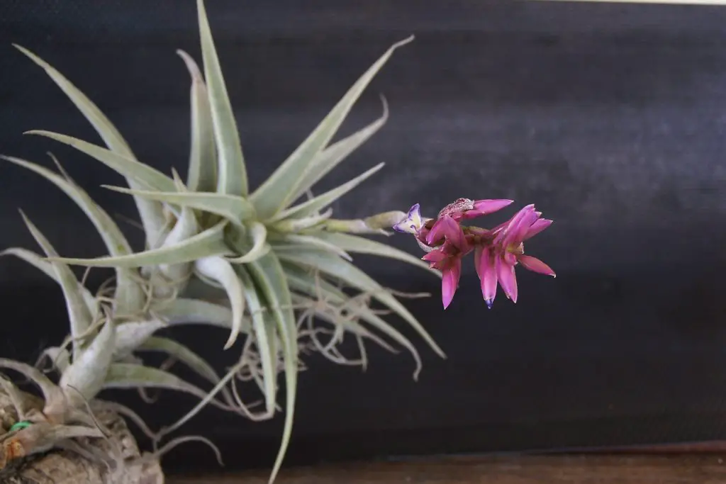 Tillandsia Purpurea (La majestuosa planta de aire púrpura)