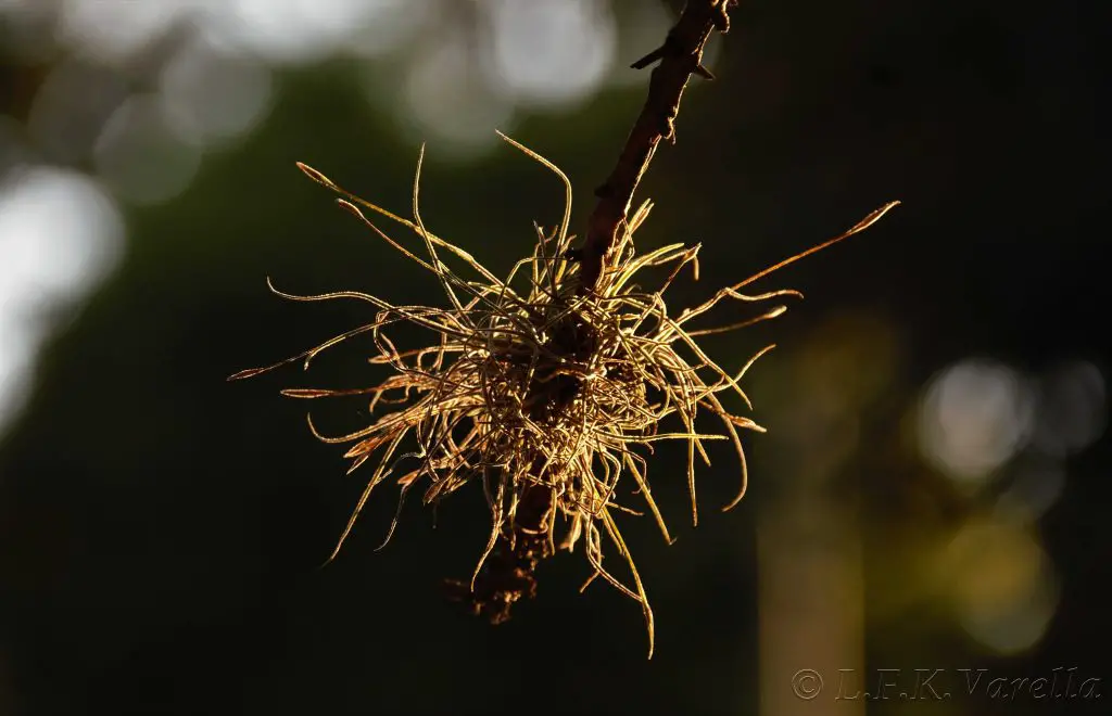 Tillandsia Recurvata (La pequeña planta aérea de musgo bola)