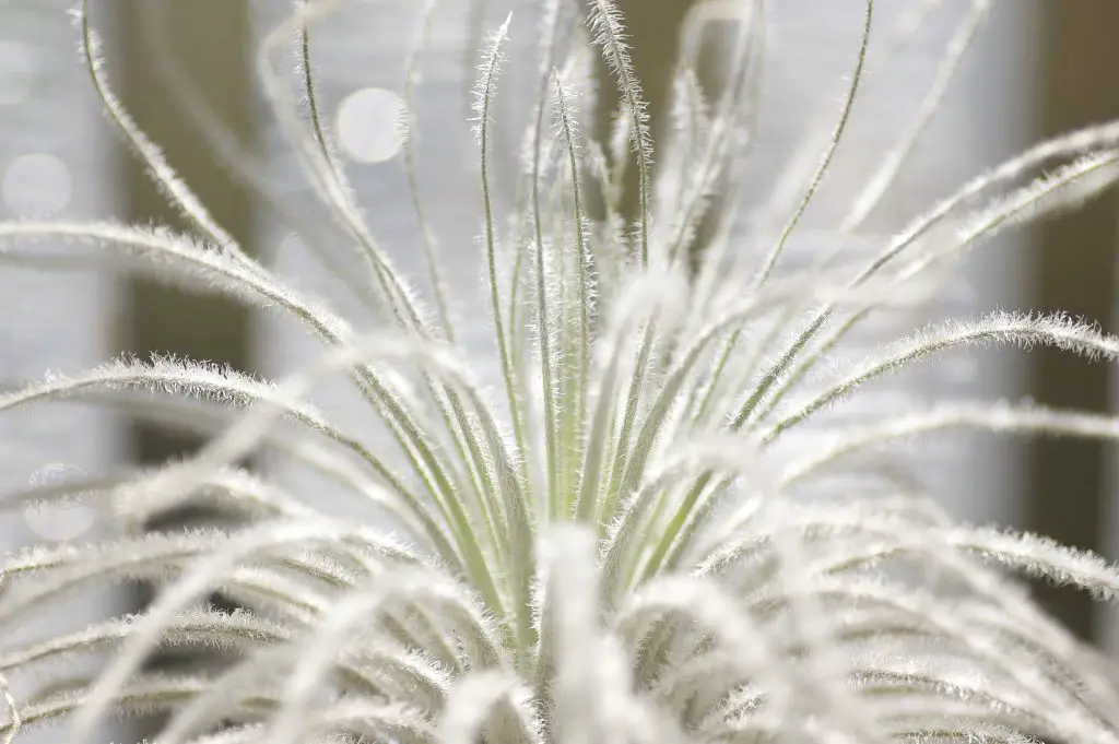 Tillandsia Tectorum (La planta de aire del techo) Tillandsia Tectorum (La planta de aire del techo)