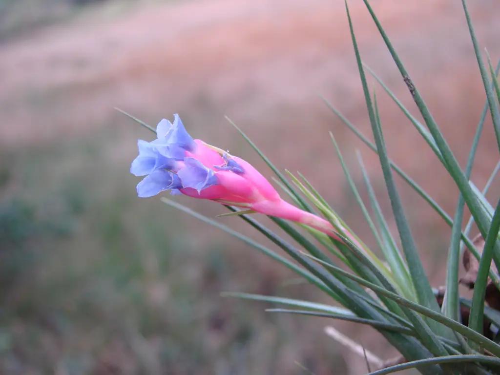 Tillandsia Tenuifolia