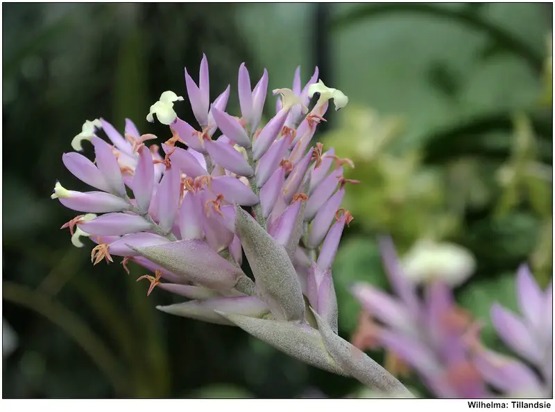 Tillandsia cacticola Tillandsia cacticola