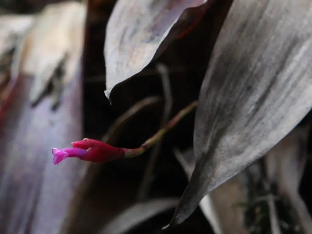 Tillandsia complanata