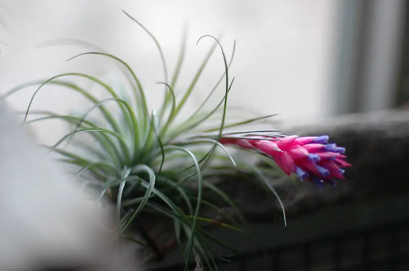 Tillandsia estricta