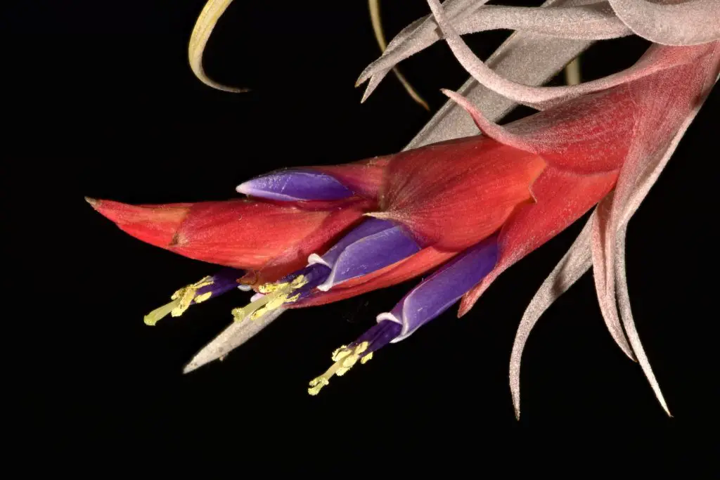 Tillandsia harrisii Tillandsia harrisii