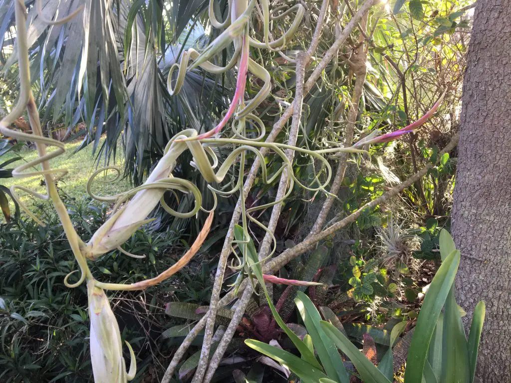 Tillandsia intermedia Tillandsia intermedia