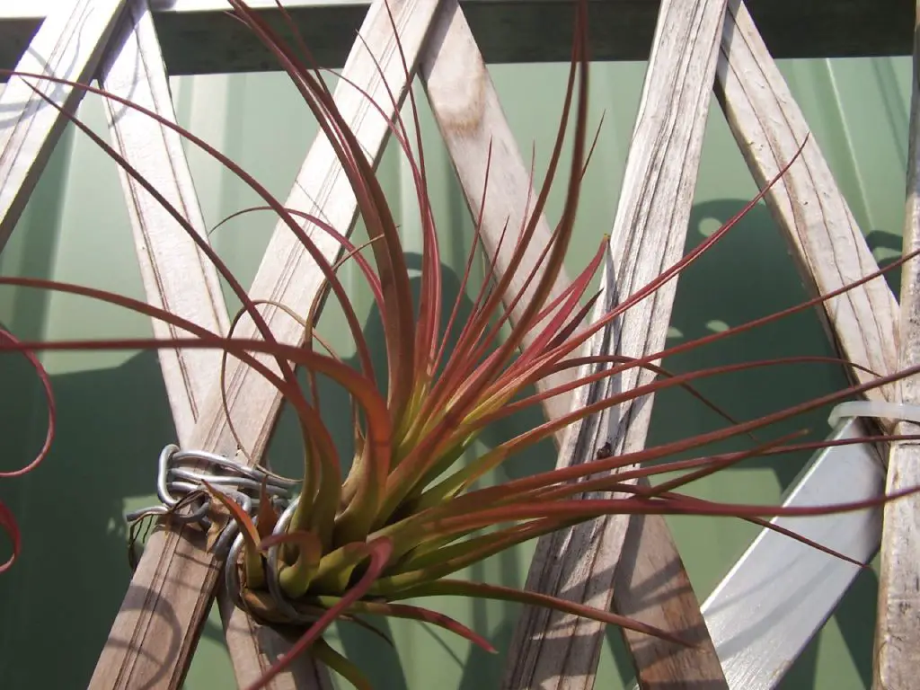 Tillandsia tricolor