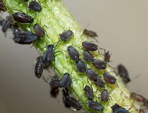 Todo sobre los pulgones suculentos: cómo lidiar con los pulgones en las suculentas Todo sobre los pulgones suculentos: cómo lidiar con los pulgones en las suculentas