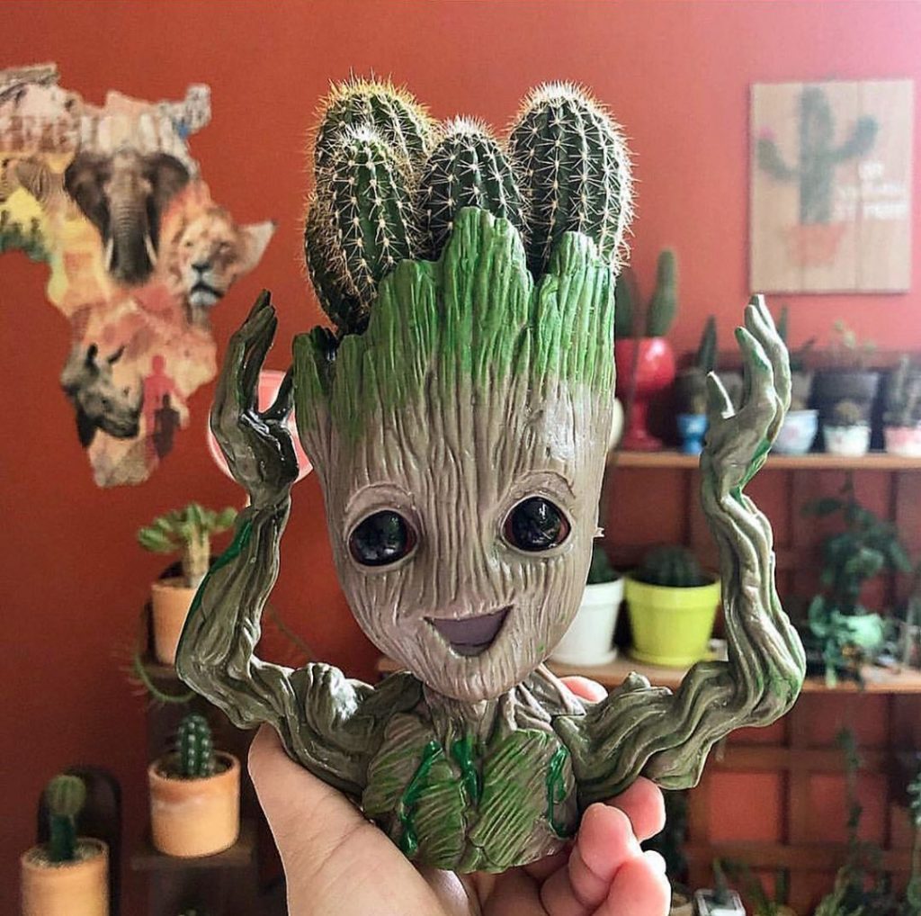 Una guía sencilla para trasplantar una planta de cactus.